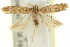  ( - 11ANIC-15015)  @14 [ ] CreativeCommons - Attribution (2011) ANIC/CBG Photography Group Centre for Biodiversity Genomics