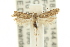  ( - 11ANIC-15016)  @14 [ ] CreativeCommons - Attribution (2011) ANIC/CBG Photography Group Centre for Biodiversity Genomics
