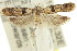  ( - 11ANIC-15031)  @13 [ ] CreativeCommons - Attribution (2011) ANIC/CBG Photography Group Centre for Biodiversity Genomics
