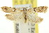  ( - 11ANIC-15034)  @11 [ ] CreativeCommons - Attribution (2011) ANIC/CBG Photography Group Centre for Biodiversity Genomics