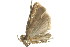  ( - 11ANIC-15035)  @12 [ ] CreativeCommons - Attribution (2011) ANIC/CBG Photography Group Centre for Biodiversity Genomics