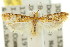 ( - 11ANIC-15037)  @11 [ ] CreativeCommons - Attribution (2011) ANIC/CBG Photography Group Centre for Biodiversity Genomics
