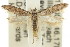 ( - 11ANIC-15241)  @13 [ ] CreativeCommons - Attribution (2011) ANIC/CBG Photography Group Centre for Biodiversity Genomics