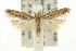  ( - 11ANIC-15243)  @14 [ ] CreativeCommons - Attribution (2011) ANIC/CBG Photography Group Centre for Biodiversity Genomics