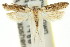  ( - 11ANIC-15244)  @11 [ ] CreativeCommons - Attribution (2011) ANIC/CBG Photography Group Centre for Biodiversity Genomics