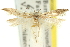  (Iulota sp. ANIC1 - 11ANIC-15338)  @11 [ ] CreativeCommons - Attribution (2011) ANIC/CBG Photography Group Centre for Biodiversity Genomics