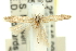  ( - 11ANIC-15347)  @11 [ ] CreativeCommons - Attribution (2011) ANIC/CBG Photography Group Centre for Biodiversity Genomics