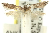  (Iulota sp. ANIC6 - 11ANIC-15351)  @11 [ ] CreativeCommons - Attribution (2011) ANIC/CBG Photography Group Centre for Biodiversity Genomics