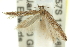  ( - 11ANIC-15358)  @13 [ ] CreativeCommons - Attribution (2011) ANIC/CBG Photography Group Centre for Biodiversity Genomics