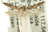  ( - 11ANIC-15361)  @13 [ ] CreativeCommons - Attribution (2011) ANIC/CBG Photography Group Centre for Biodiversity Genomics