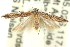  ( - 11ANIC-15362)  @11 [ ] CreativeCommons - Attribution (2011) ANIC/CBG Photography Group Centre for Biodiversity Genomics