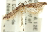  ( - 11ANIC-15364)  @11 [ ] CreativeCommons - Attribution (2011) ANIC/CBG Photography Group Centre for Biodiversity Genomics