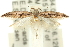 ( - 11ANIC-15365)  @11 [ ] CreativeCommons - Attribution (2011) ANIC/CBG Photography Group Centre for Biodiversity Genomics