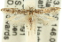  ( - 11ANIC-15370)  @11 [ ] CreativeCommons - Attribution (2011) ANIC/CBG Photography Group Centre for Biodiversity Genomics