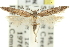  ( - 11ANIC-15372)  @11 [ ] CreativeCommons - Attribution (2011) ANIC/CBG Photography Group Centre for Biodiversity Genomics