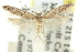  ( - 11ANIC-15373)  @11 [ ] CreativeCommons - Attribution (2011) ANIC/CBG Photography Group Centre for Biodiversity Genomics