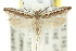  ( - 11ANIC-15378)  @11 [ ] CreativeCommons - Attribution (2011) ANIC/CBG Photography Group Centre for Biodiversity Genomics