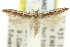  (Iulota sp. ANIC15 - 11ANIC-15379)  @11 [ ] CreativeCommons - Attribution (2011) ANIC/CBG Photography Group Centre for Biodiversity Genomics
