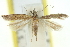  (Iulota sp. ANIC20 - 11ANIC-15394)  @11 [ ] CreativeCommons - Attribution (2011) ANIC/CBG Photography Group Centre for Biodiversity Genomics