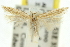  (Iulota sp. ANIC29 - 11ANIC-15413)  @11 [ ] CreativeCommons - Attribution (2011) ANIC/CBG Photography Group Centre for Biodiversity Genomics