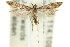  ( - 11ANIC-15447)  @14 [ ] CreativeCommons - Attribution (2011) ANIC/CBG Photography Group Centre for Biodiversity Genomics