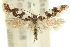  ( - 11ANIC-15454)  @11 [ ] CreativeCommons - Attribution (2011) ANIC/CBG Photography Group Centre for Biodiversity Genomics
