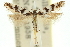  (Aristotelia sp. ANIC2 - 11ANIC-15455)  @11 [ ] CreativeCommons - Attribution (2011) ANIC/CBG Photography Group Centre for Biodiversity Genomics