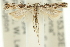  (Aristotelia sp. ANIC3 - 11ANIC-15456)  @14 [ ] CreativeCommons - Attribution (2011) ANIC/CBG Photography Group Centre for Biodiversity Genomics
