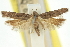  (Aristotelia eurypsola - 11ANIC-15459)  @11 [ ] CreativeCommons - Attribution (2011) ANIC/CBG Photography Group Centre for Biodiversity Genomics