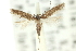  (Aristotelia iomarmara - 11ANIC-15464)  @11 [ ] CreativeCommons - Attribution (2011) ANIC/CBG Photography Group Centre for Biodiversity Genomics