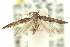  (Aristotelia thetica - 11ANIC-15470)  @13 [ ] CreativeCommons - Attribution (2011) ANIC/CBG Photography Group Centre for Biodiversity Genomics