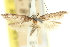  (Aristotelia sinistra - 11ANIC-15473)  @11 [ ] CreativeCommons - Attribution (2011) ANIC/CBG Photography Group Centre for Biodiversity Genomics