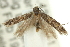  ( - 11ANIC-15474)  @11 [ ] CreativeCommons - Attribution (2011) ANIC/CBG Photography Group Centre for Biodiversity Genomics