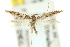  ( - 11ANIC-15475)  @11 [ ] CreativeCommons - Attribution (2011) ANIC/CBG Photography Group Centre for Biodiversity Genomics
