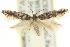  (Aristotelia furtiva - 11ANIC-15476)  @11 [ ] CreativeCommons - Attribution (2011) ANIC/CBG Photography Group Centre for Biodiversity Genomics