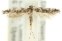  ( - 11ANIC-15477)  @11 [ ] CreativeCommons - Attribution (2011) ANIC/CBG Photography Group Centre for Biodiversity Genomics