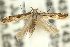  (Aristotelia sp. ANIC4 - 11ANIC-15481)  @11 [ ] CreativeCommons - Attribution (2011) ANIC/CBG Photography Group Centre for Biodiversity Genomics