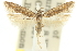  ( - 11ANIC-15484)  @11 [ ] CreativeCommons - Attribution (2011) ANIC/CBG Photography Group Centre for Biodiversity Genomics