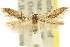  (Aristotelia sp. ANIC5 - 11ANIC-15485)  @11 [ ] CreativeCommons - Attribution (2011) ANIC/CBG Photography Group Centre for Biodiversity Genomics
