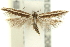  (Aristotelia centrosema - 11ANIC-15486)  @14 [ ] CreativeCommons - Attribution (2011) ANIC/CBG Photography Group Centre for Biodiversity Genomics