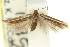  ( - 11ANIC-15488)  @12 [ ] CreativeCommons - Attribution (2011) ANIC/CBG Photography Group Centre for Biodiversity Genomics