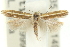  ( - 11ANIC-15489)  @13 [ ] CreativeCommons - Attribution (2011) ANIC/CBG Photography Group Centre for Biodiversity Genomics