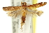  ( - 11ANIC-15535)  @13 [ ] CreativeCommons - Attribution (2011) ANIC/CBG Photography Group Centre for Biodiversity Genomics