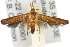  ( - 11ANIC-15536)  @13 [ ] CreativeCommons - Attribution (2011) ANIC/CBG Photography Group Centre for Biodiversity Genomics