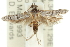  ( - 11ANIC-15538)  @12 [ ] CreativeCommons - Attribution (2011) ANIC/CBG Photography Group Centre for Biodiversity Genomics