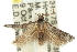  ( - 11ANIC-15539)  @12 [ ] CreativeCommons - Attribution (2011) ANIC/CBG Photography Group Centre for Biodiversity Genomics