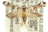  (Streniastis sp. ANIC1 - 11ANIC-15541)  @14 [ ] CreativeCommons - Attribution (2011) ANIC/CBG Photography Group Centre for Biodiversity Genomics