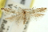  ( - 11ANIC-15546)  @11 [ ] CreativeCommons - Attribution (2011) ANIC/CBG Photography Group Centre for Biodiversity Genomics