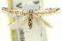  ( - 11ANIC-15547)  @11 [ ] CreativeCommons - Attribution (2011) ANIC/CBG Photography Group Centre for Biodiversity Genomics