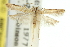  (Aristotelia epicharta - 11ANIC-15548)  @11 [ ] CreativeCommons - Attribution (2011) ANIC/CBG Photography Group Centre for Biodiversity Genomics